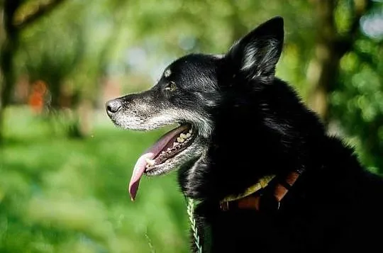 Snack do adopcji!, Łódzkie, Tomaszów Mazowiecki