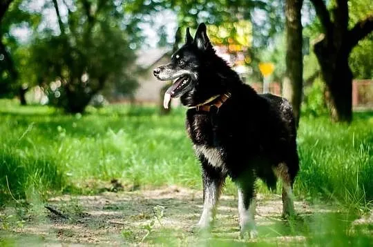 Snack do adopcji!, Łódzkie, Tomaszów Mazowiecki