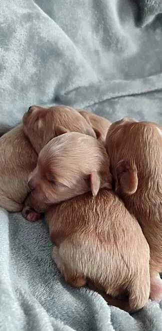 Maltipoo, Podlaskie, Białystok