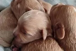 Maltipoo