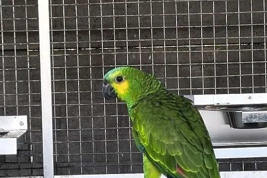 Amazonka Niebieskoczelna