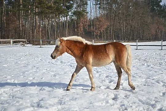 Happy Lady haflinger, Pomorskie, Chojnice
