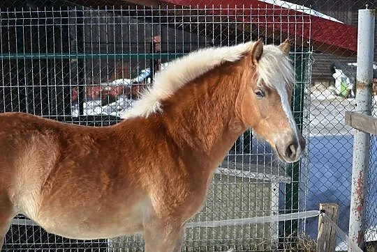 Happy Lady haflinger, Pomorskie, Chojnice
