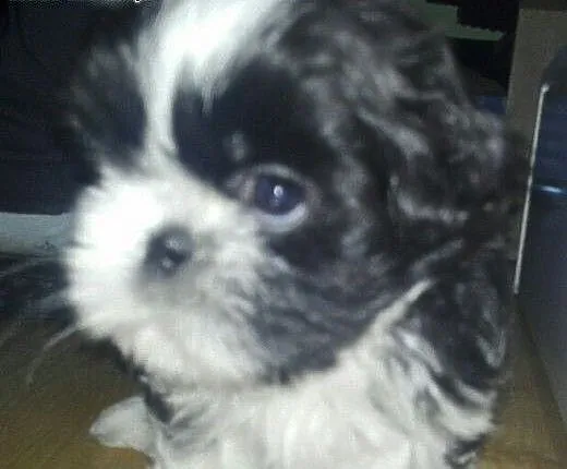Suczka shih tzu, wielkopolskie Poznań