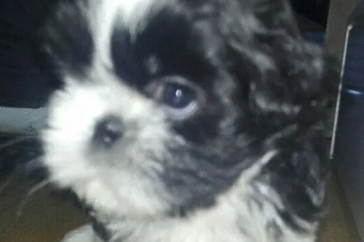 Suczka shih tzu,  wielkopolskie Poznań