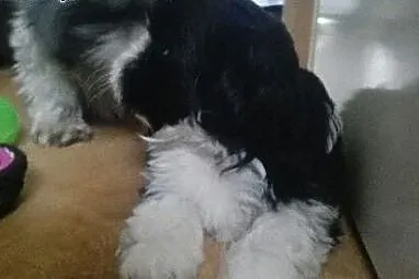 Suczka shih tzu,  wielkopolskie Poznań