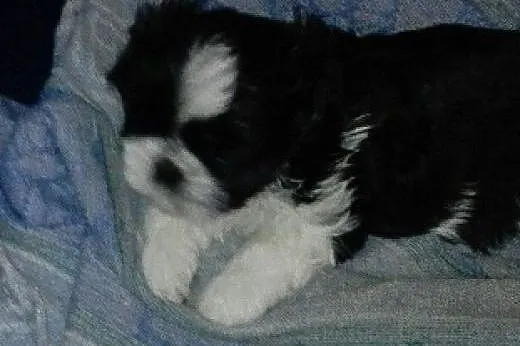 Suczka shih tzu,  wielkopolskie Poznań