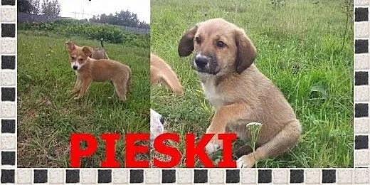 Szczeniaki,pieski 2,5 miesięczne. Adopcja !, śląs