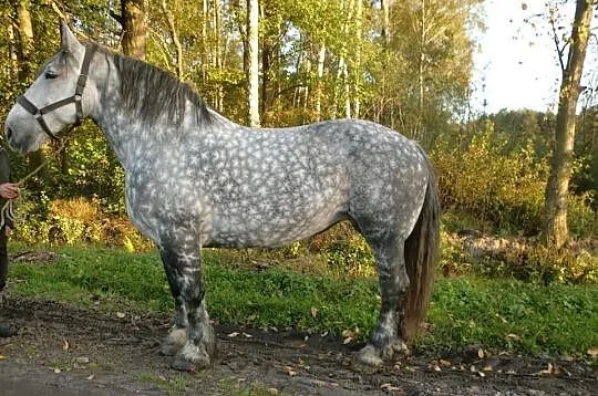 Szpaczka zimnokrwista zaprzegana 880kg