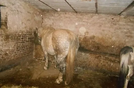 Szpaczka zimnokrwista zaprzegana 880kg