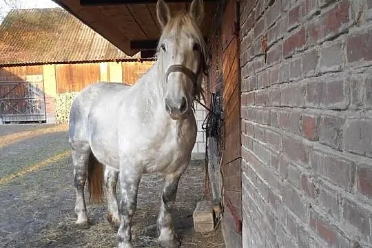 Szpaczka zimnokrwista zaprzegana 880kg