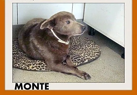 MONTE,10kg,łagodny,spokojny piesek czekoladowy.ADO