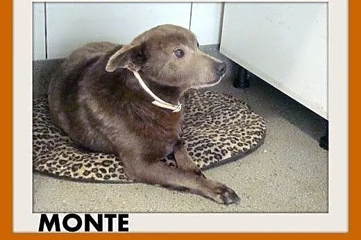 MONTE,10kg,łagodny,spokojny piesek czekoladowy.ADOPCJA, śląskie Katowice