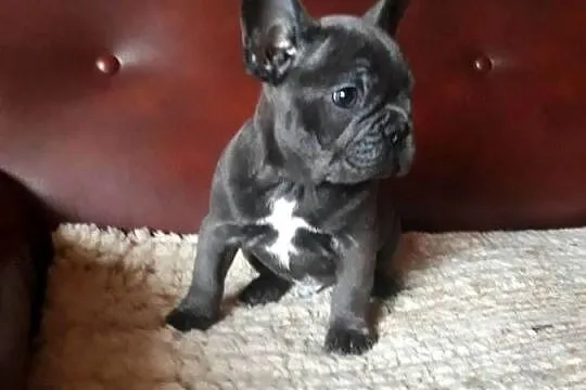 Buldog francuski blue