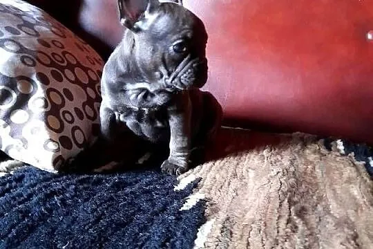 Buldog francuski blue, Podlaskie, Augustów