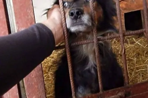 Uratuj Riko przed Radysami umieralnią gdzie zginie
