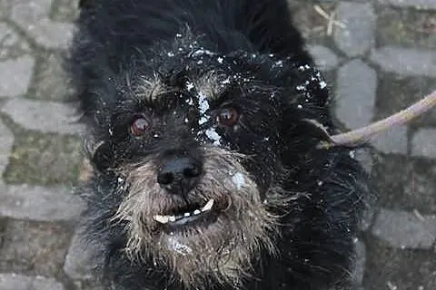 Funio szuka domu.
