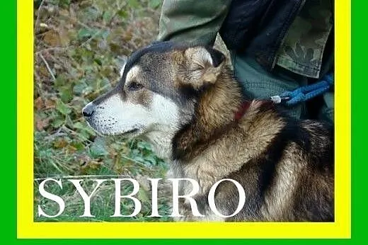 Przyjazny,spragniny kontaktu z człowiekiem,pies SYBIRO,  mazowieckie Warszawa