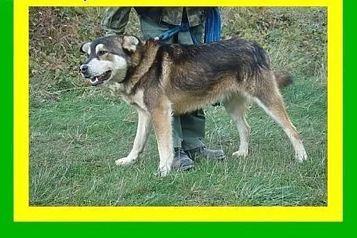 Przyjazny,spragniny kontaktu z człowiekiem,pies SY