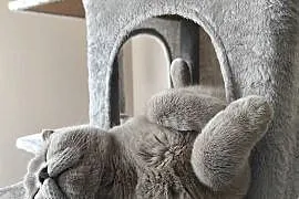 Gucio - kot brytyjski liliowy