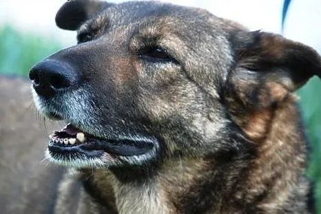 Bunia - dojrzala i przemila suczka - adopcja,  mał
