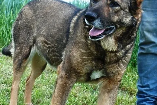 Bunia - dojrzala i przemila suczka - adopcja,  mał