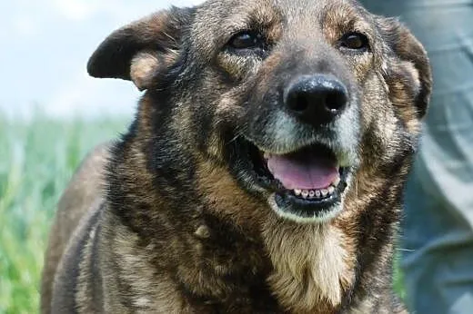 Bunia - dojrzala i przemila suczka - adopcja,  mał