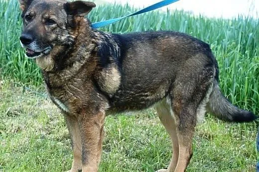 Bunia - dojrzala i przemila suczka - adopcja,  mał