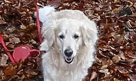 DORA - goldenka szuka nowego domu!