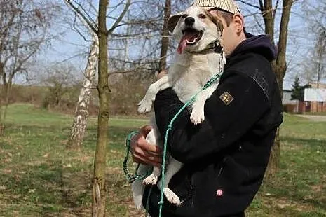10 kg Vinci, pogodny, łagodny psiak BŁAGA aby zabrać go do domu!,  Kundelki cała Polska