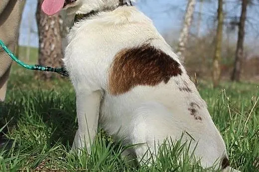 10 kg Vinci, pogodny, łagodny psiak BŁAGA aby zabr