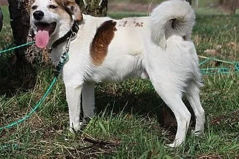 10 kg Vinci, pogodny, łagodny psiak BŁAGA aby zabr