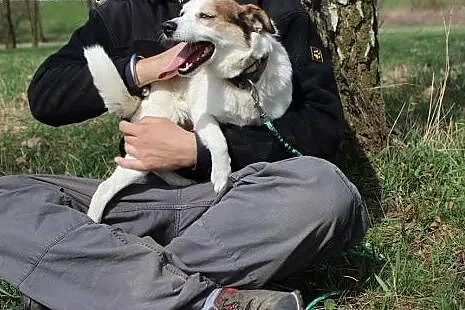 10 kg Vinci, pogodny, łagodny psiak BŁAGA aby zabr