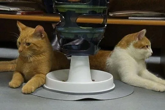 Rafi i Felix - pilnie szukają domku