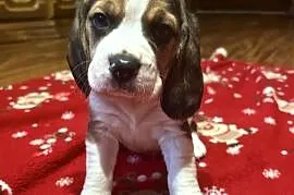 Sprzedam rasowe pieski beagle