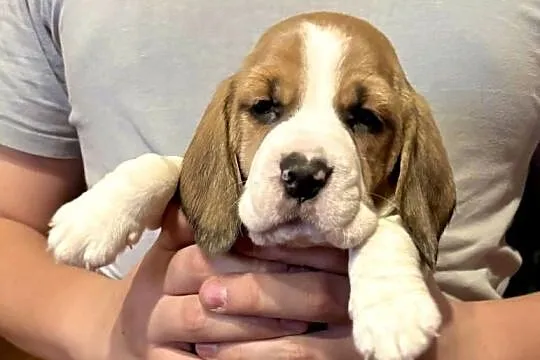 Sprzedam rasowe pieski beagle, Łódzkie, Zarzęcin