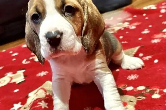 Sprzedam rasowe pieski beagle, Łódzkie, Zarzęcin