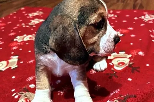 Sprzedam rasowe pieski beagle, Łódzkie, Zarzęcin