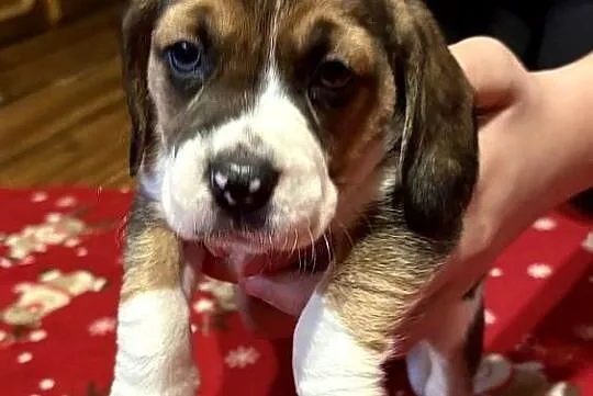 Sprzedam rasowe pieski beagle, Łódzkie, Zarzęcin