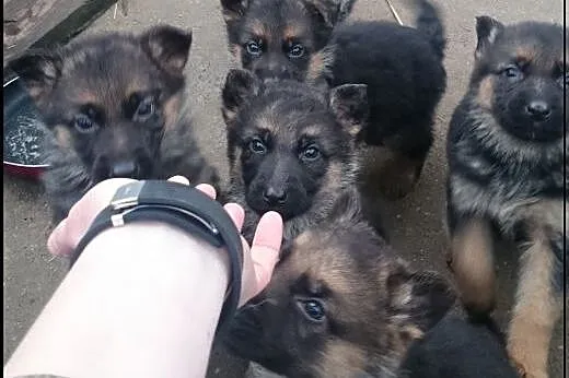 Owczarki Niemieckie Krótkowłose,  zachodniopomorsk