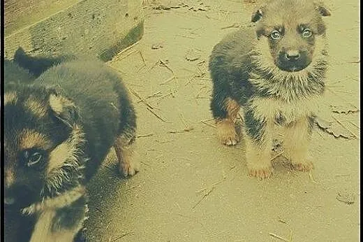 Owczarki Niemieckie Krótkowłose,  zachodniopomorsk