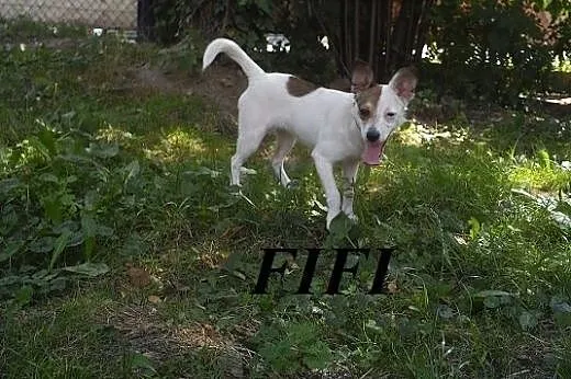 FIFI - wesoły szczeniaczek poleca się do adopcji., małopolskie Nowy Sącz