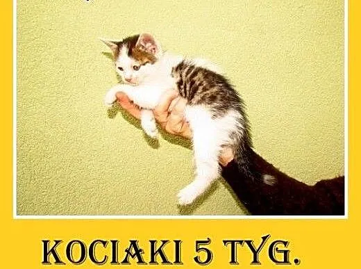 5 tyg.kociaki znalezione w rowie do PILNEJ adopcji