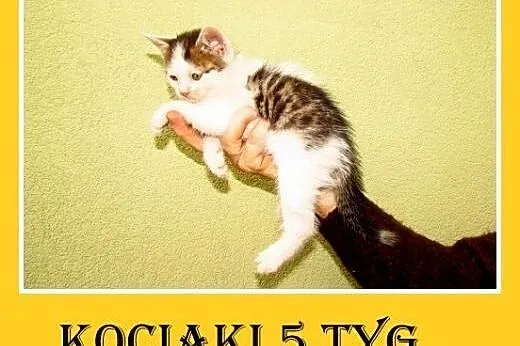 5 tyg.kociaki znalezione w rowie do PILNEJ adopcji