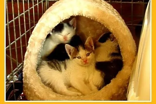 5 tyg.kociaki znalezione w rowie do PILNEJ adopcji