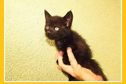 5 tyg.kociaki znalezione w rowie do PILNEJ adopcji