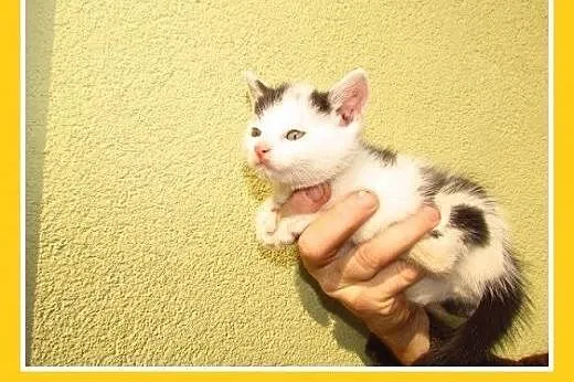 5 tyg.kociaki znalezione w rowie do PILNEJ adopcji