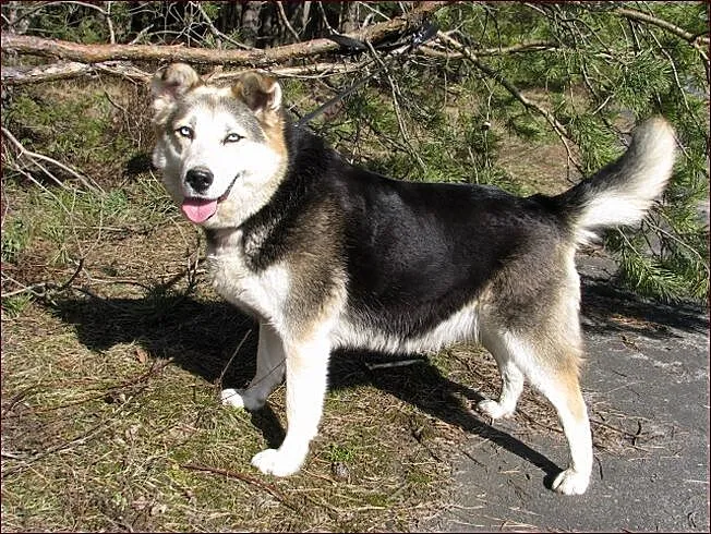 Wspaniała, niebieskooka Bluebell :)