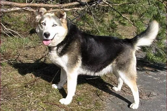 Wspaniała, niebieskooka Bluebell :)