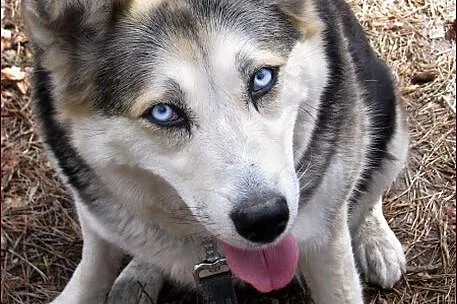 Wspaniała, niebieskooka Bluebell :)